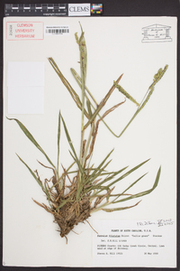 Paspalum dilatatum image