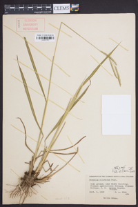 Paspalum dilatatum image