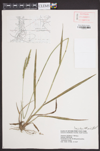 Paspalum floridanum image