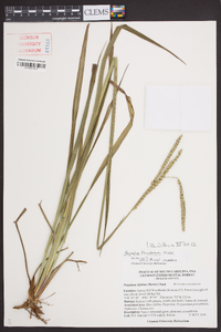 Paspalum floridanum image