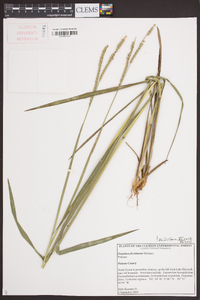 Paspalum floridanum image