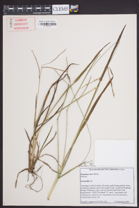 Paspalum laeve image