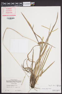 Paspalum laeve image