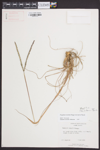 Paspalum notatum var. saurae image