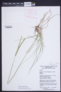 Paspalum notatum image