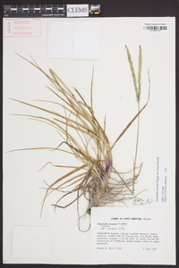 Paspalum notatum image