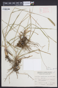 Paspalum notatum image