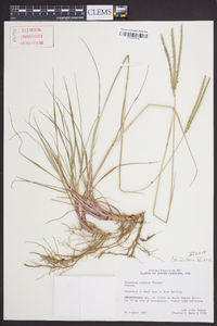 Paspalum notatum image