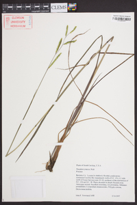 Paspalum praecox image