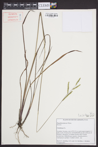 Paspalum praecox image