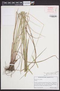 Paspalum praecox image