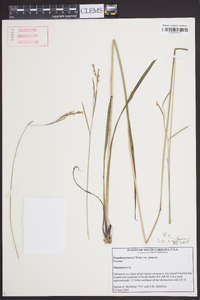 Paspalum praecox image