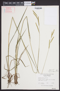 Paspalum praecox image