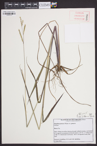 Paspalum praecox image