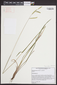 Paspalum praecox image