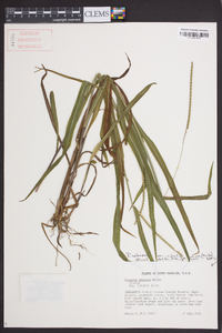 Paspalum setaceum var. ciliatifolium image