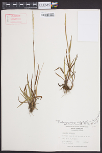 Paspalum setaceum var. ciliatifolium image