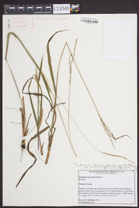 Paspalum setaceum var. muhlenbergii image