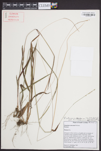 Paspalum setaceum var. muhlenbergii image