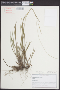 Paspalum setaceum var. setaceum image