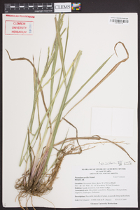 Paspalum urvillei image