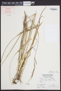 Paspalum urvillei image