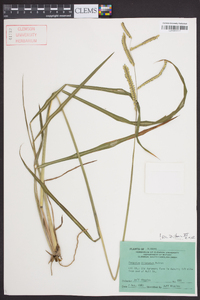 Paspalum dilatatum image