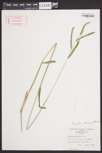 Paspalum dilatatum image