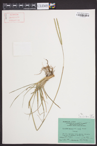 Paspalum notatum image