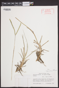 Paspalum notatum var. saurae image