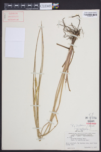 Paspalum praecox image