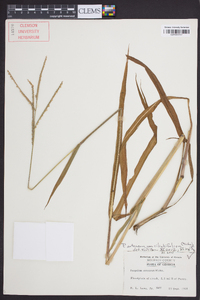 Paspalum setaceum var. ciliatifolium image
