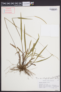 Paspalum setaceum var. ciliatifolium image