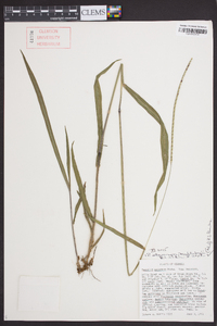 Paspalum setaceum var. muhlenbergii image