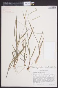 Paspalum setaceum var. setaceum image