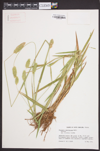 Phalaris caroliniana image