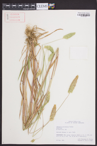 Phalaris caroliniana image