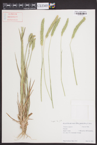 Phalaris angusta image