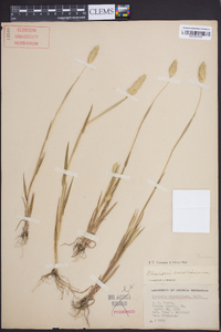 Phalaris caroliniana image