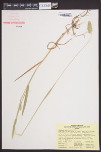 Phalaris caroliniana image