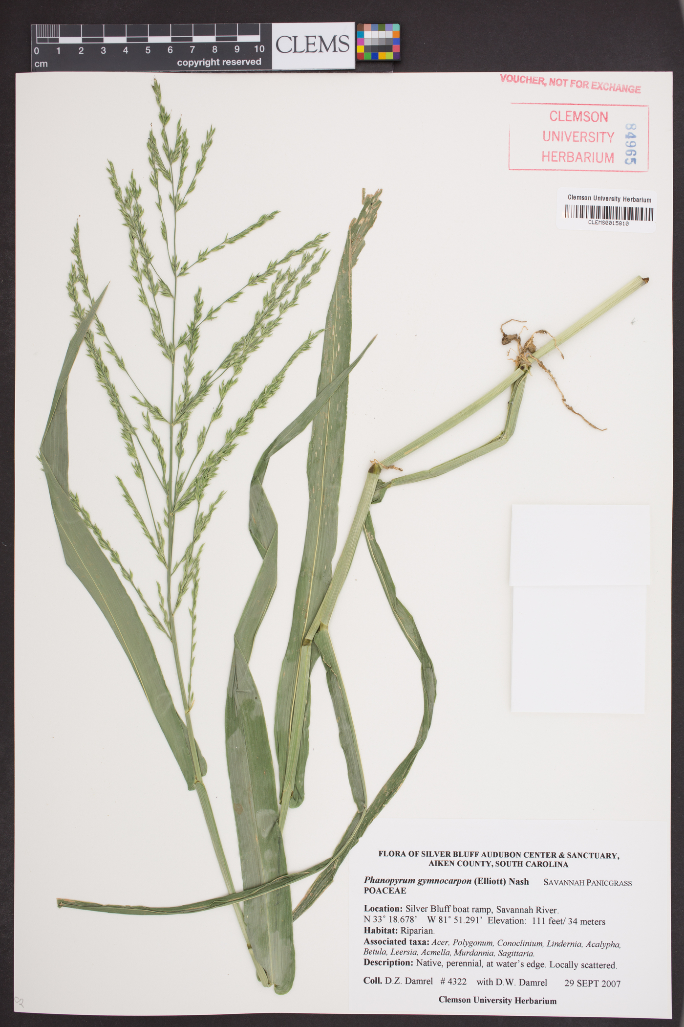 Phanopyrum gymnocarpon image