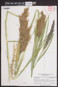 Phragmites australis image