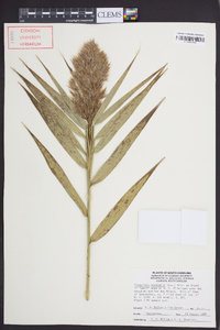 Phragmites australis image