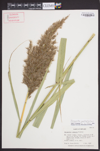 Phragmites australis image