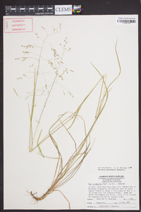 Poa autumnalis image