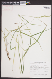 Poa autumnalis image