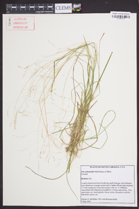 Poa autumnalis image