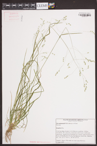 Poa autumnalis image