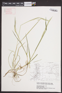 Poa autumnalis image