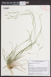 Poa autumnalis image